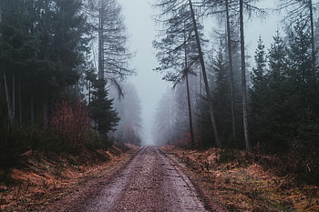 Nature, Road, Forest, Fog, Gloomy HD wallpaper