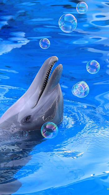 Dolphin, Beautiful Dolphin HD phone wallpaper