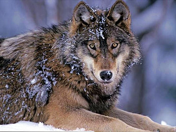 Wolf, beautiful, in snow HD wallpaper
