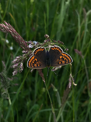 Animals, Grass, Pattern, Butterfly, Wings HD phone wallpaper