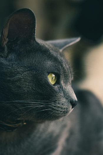 Animals, Cat, Eyes, Grey, Nose, Wool HD phone wallpaper
