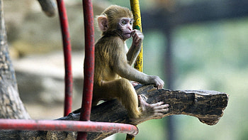 Animals, Sit, Monkey, Kid, Tot, Marmoset HD wallpaper