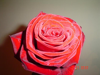 Red rose, nature, flowers HD wallpaper