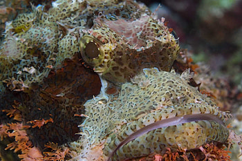 Under the Sea 3D, under the sea, imax, scorpionfish, xxl, fish, warner brother, wb, ocean HD wallpaper