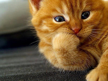 oh my god :), god, cute, cat, oh my god, oh my HD wallpaper