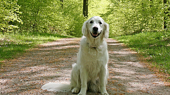 Animals, Grass, Sit, Dog, Path, Trail HD wallpaper
