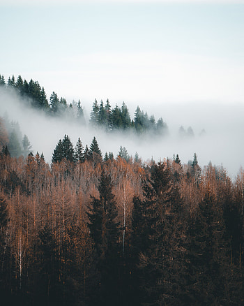 Landscape, Nature, Trees, Clouds, Forest, Fog HD phone wallpaper