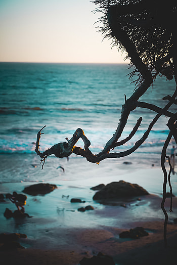 Nature, Water, Sea, Beach, Sand, Branch HD phone wallpaper
