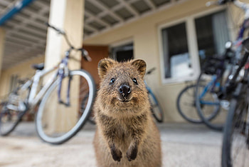 Quokka paradise, Inquisitive nature, Quokka playing, que scenery HD wallpaper