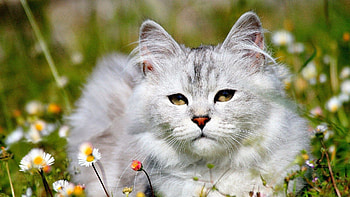 Animals, Grass, Shine, Light, Cat, To Lie Down, Lie, Sleep, Dream HD wallpaper