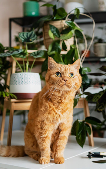 Sunlit Ginger Cat Cozy Ginger Cat Background Planty Purr: Orange Cat, Animal, cat HD phone wallpaper
