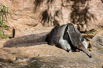 Anteater sleep, Reid park zoo, Giant anteater, Animals HD wallpaper