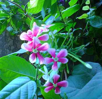 Pik flowers, pink, nature, flowers HD wallpaper