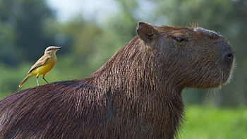 Capybara and white-throated kingbird, Mato Grosso, Pantanal, Windows 10 spotlight HD wallpaper