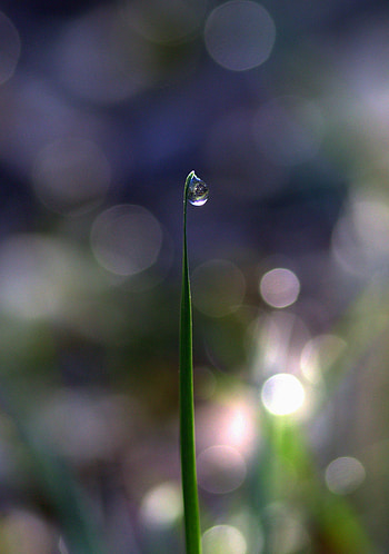 Grass, bokeh, water drop, close up HD phone wallpaper
