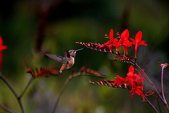 Hummingbird, animal, bird, flower HD wallpaper