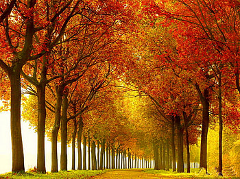 Autumn row, leaves, yellow, trees, autumn, orange, gold HD wallpaper