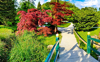 Nature, Trees, Garden, Track, Fork HD wallpaper
