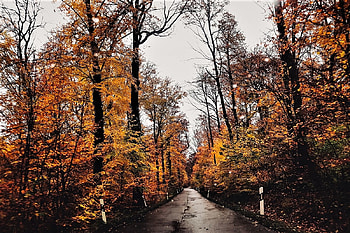autumn road, autumn, trees, road, rain HD wallpaper
