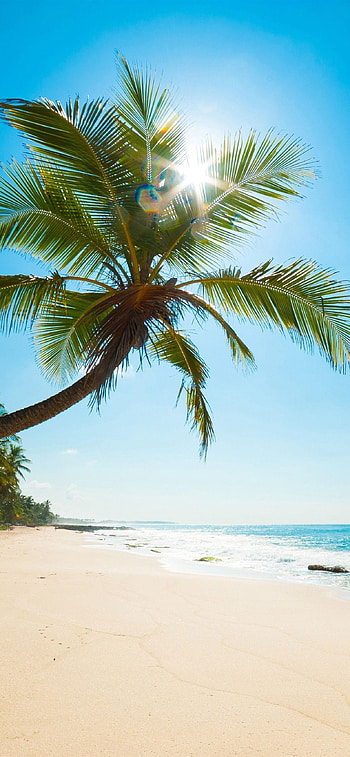 Trinidad and Tobago, Exotic cuisine, Steelpan music, Rich biodiversity HD phone wallpaper