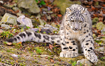 Snow Leopard, Cat, Big cat HD wallpaper