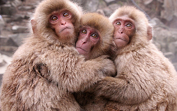 Animals, Monkeys, Monkey, Toddlers, Kids, Bask HD wallpaper