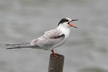 Animals, Beak, Gull, Seagull, Scream, Cry HD wallpaper