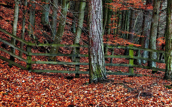 Nature, Trees, Autumn, Leaves, Wood, Tree, Grey, Fence, Fencing, Enclosure HD wallpaper