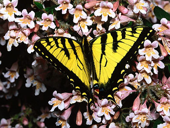 Wings of light, sunshine, wings, summer, butterflies, pink, animals, light, bright, yellow, flowers, fly, forever HD wallpaper