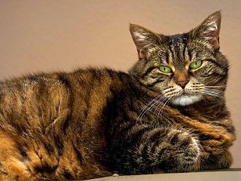 Cute cat, cute, cat, pet, animals HD wallpaper