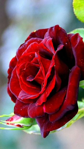 Beautiful Red Rose Flower, Beautiful Red, Flower, breautiful red HD phone wallpaper