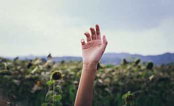 A single hand is raised against a backdrop of sunflowers and mountains, capturing a moment of dom. HD wallpaper