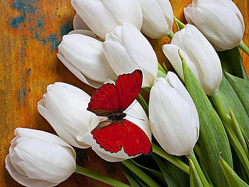 Wings on the tulips, white, butterfly, tulips, red HD wallpaper