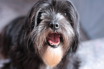 Nino, dog, black, apso, lhasa HD wallpaper