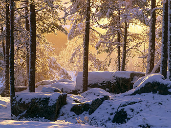 Rocks in the forest, winter, season, forest, sunrise, rock, tree HD wallpaper