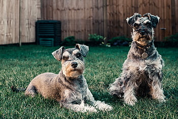 Two Schnauzers enjoying a sunny day in a London garden. HD wallpaper