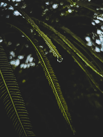Water, Drops, Macro, Branches HD phone wallpaper