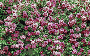 Plants, Flowers, Background, Roses HD wallpaper