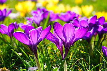 Bright purple crocus flowers blooming in a sunny spring garden, captured close-up. HD wallpaper
