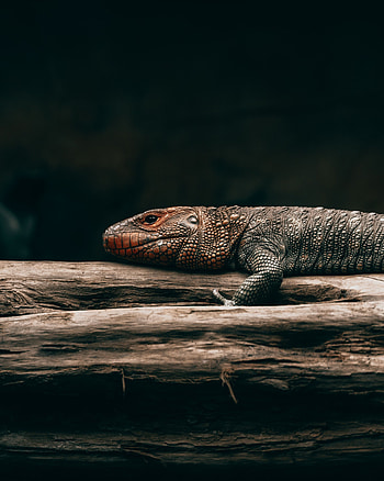Animals, Wood, Tree, Brown, Lizard, Reptile, Scales, Scale HD phone wallpaper