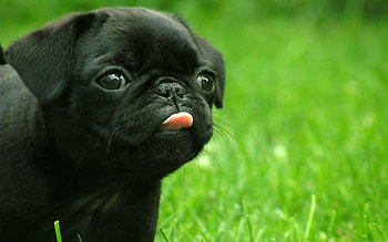 Animals, Grass, Muzzle, Puppy, Tongue, Language HD wallpaper