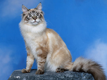 Animals, Cat, Fluffy, ession, Shoot HD wallpaper