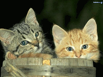 Sweet cat couple, sweet, couple, kitten, cat HD wallpaper