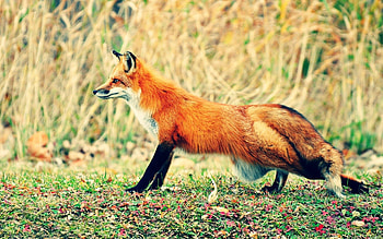 Animals, Grass, Fox, Stroll, Hunt, Hunting HD wallpaper