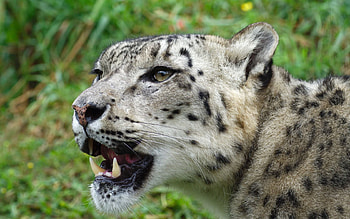 Animals, Snow Leopard, Muzzle, Predator, Irbis HD wallpaper