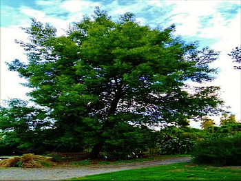 tree, blue, grass, sky HD wallpaper