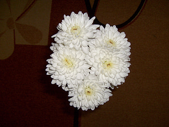 White Flower, white, room, graphy, carpet, pretty, flower, bulgaria, nature HD wallpaper