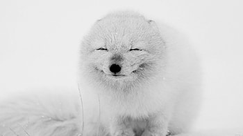 Arctic fox marvel, Stunning , Wondrous creature, Arctic vibes HD wallpaper