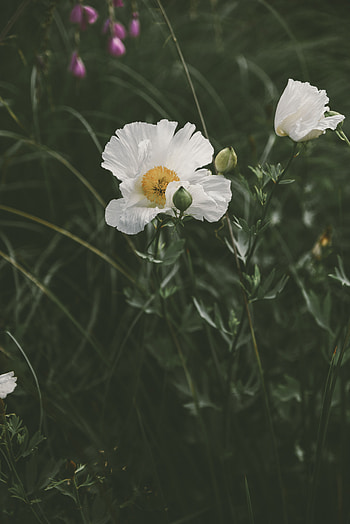 Flowers, Grass, Flower, Bloom, Flowering, Flower Bed, Flowerbed, Poppy HD phone wallpaper