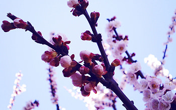 Flowers, Sky, Lilac, Violet, Macro, Shine, Light, Purple HD wallpaper